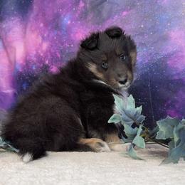 Griffin - Black white and tan male Shetland Sheepdog puppy in Elk, Washington from Asgard Shetland Sheepdogs