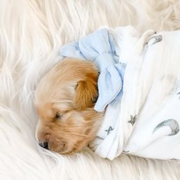 Golden Retriever Puppies from Ruff Life Goldens