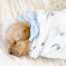 Golden Retriever Puppies from Ruff Life Goldens