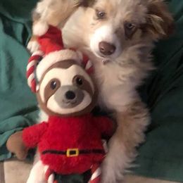 Miniature Australian Shepherds from Norita Sorenson's Mini Aussies