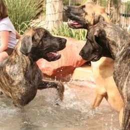 Great Dane Puppies from DaneDreams