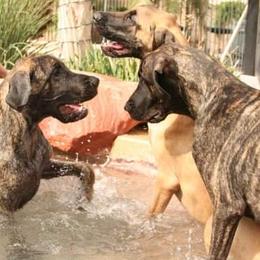 Great Dane Puppies from DaneDreams