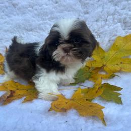 Boy 2 - Liver and white male Shih Tzu puppy in Tenino, Washington from Fantasy Realm Shih Tzus