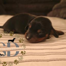 Justice - Black and tan male Dachshund puppy in Ocala, Florida from Seaside Dachshunds
