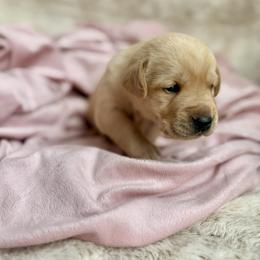 Ember - Yellow female Labrador Retriever puppy in Sweet Home, Oregon from Snowpeak English Labradors