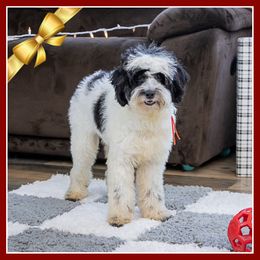 Maxim - Black male Cockapoo puppy in Connersville, Indiana from Deaz Doodle Ranch