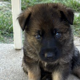 Boy 3 - Sable German Shepherd puppy in Little Rock, Arkansas from Vom Gonza German Shepherds