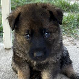 Boy 3 - Sable German Shepherd puppy in Little Rock, Arkansas from Vom Gonza German Shepherds