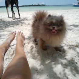 Maltipoo and Pomeranian All Grown Up from The Queens Doggies