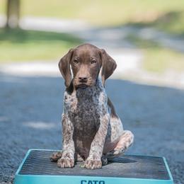 German Shorthaired Pointer and Vizsla Puppies from Nosam Kennels