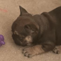 French Bulldog Puppies from Elm Frenchie Quarters