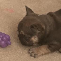French Bulldog Puppies from Elm Frenchie Quarters