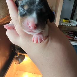 Ticked Boy - Piebald male Dachshund puppy in Moundville, Missouri from Edgewood Acres Miniature Longhair Dachshunds
