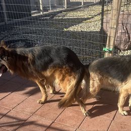 German Shepherd puppies from 5 Star German Shepherds aka Martin Family German Shepherds