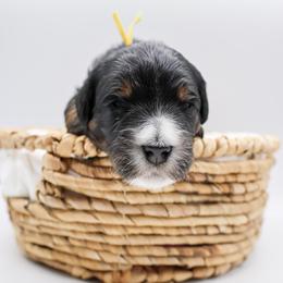 Chad - Black and white male Bernedoodle puppy in Saratoga Springs, Utah from Saratoga Springs Doodles