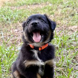 Miniature Australian Shepherd Puppies from Peace Creek Aussies