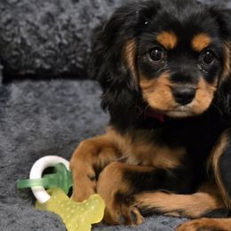 Assorted Doodle Crosses and Cavapoos from Preston's Doodles