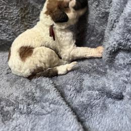 Hail - White and brown male Saint Berdoodle puppy in Traverse City, Michigan from Bare Paws Saint Berdoodles