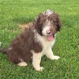 Male 3- reduced price - Red tri-color male Aussiedoodle puppy in Mouth Of Wilson, Virginia from Holly Ridge Aussies, Aussiedoodles & Corgis
