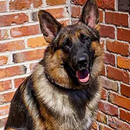 Sehnsucht vom Haus Huro - German Shepherd