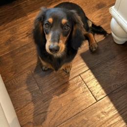 Sweetie Pie - Dachshund