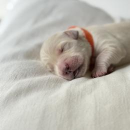 Girl 4 - female Golden Retriever puppy in New Kent, Virginia from Coastal Retrievers