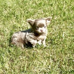 MILO - Blue male Chihuahua puppy in Richmond, Virginia from Bayberry Chihuahuas