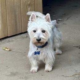 West Highland White Terriers from Debra's West Highland White Terriers