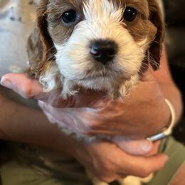 Tucker - Cream male Cavapoo puppy in Burke, New York from Patti’s Puppies
