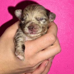 Remy - Merle male Chihuahua puppy in West New York, New Jersey from Pixie’s Magical Puppies