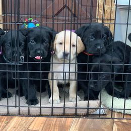Labrador Retriever Puppies from Vetro's Duck Dogs
