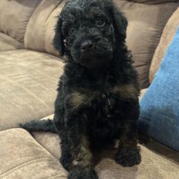 Salem - Black female Poodle puppy in Flora, Illinois from Hanging Rock Poodles