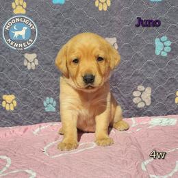 Juno - Yellow female Labrador Retriever puppy in Elloree, South Carolina from Moonlight Kennels LLC