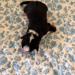Pooh - Black tri-color male Australian Shepherd puppy in Caro, Michigan from White Tail Australian Shepherds