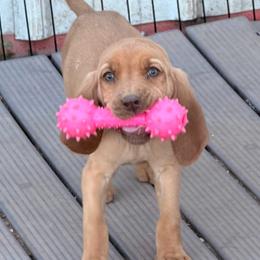 Pink girl - Red female Bloodhound puppy in Conway, Missouri from Ozark Mountain Kennel