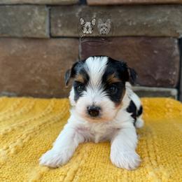 Rex - Parti male Yorkshire Terrier puppy in Smryna, Georgia from Owensons’ Kennel