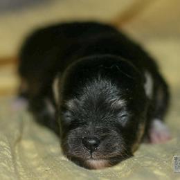 Bitty- tiny girl - Black and tan female Pomeranian puppy in Bremen, Indiana from AMS Pomeranians and Pomskies in Indiana
