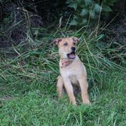 Carolina Dog Puppies from Williams Sweet Carolina
