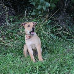 Carolina Dog Puppies from Williams Sweet Carolina