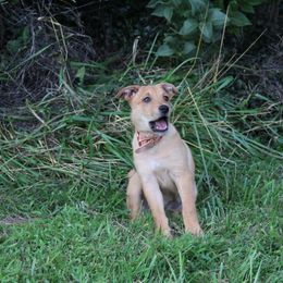 Carolina Dog Puppies from Williams Sweet Carolina