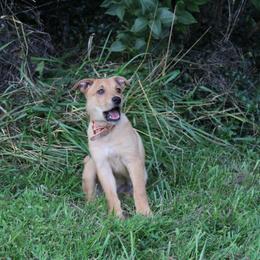 Carolina Dog Puppies from Williams Sweet Carolina