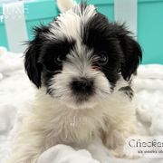 Checkers - Black and white male Shorkie puppy in Scottsdale, Arizona from Lil Luxe Pups