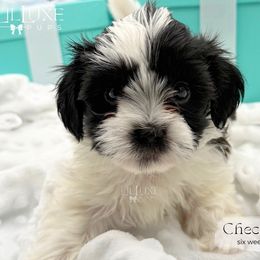 Checkers - Black and white male Shorkie puppy in Scottsdale, Arizona from Lil Luxe Pups