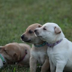 Carolina Dog Puppies from Williams Sweet Carolina