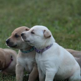 Carolina Dog Puppies from Williams Sweet Carolina