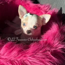 Stevie - Fawn brindled black female Chihuahua puppy in Anderson, South Carolina from Lil Treasures Chihuahuas