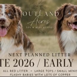Miniature American Shepherd puppies from Outland Toy & Mini Aussies