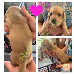 Anatolian Shepherd Dog and Dachshund Puppies from AKFourty Seven Farms