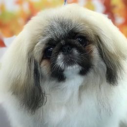 Remington - Pekingese