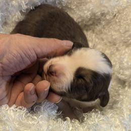 Australian Shepherd Puppies from Firelight Australian Shepherds